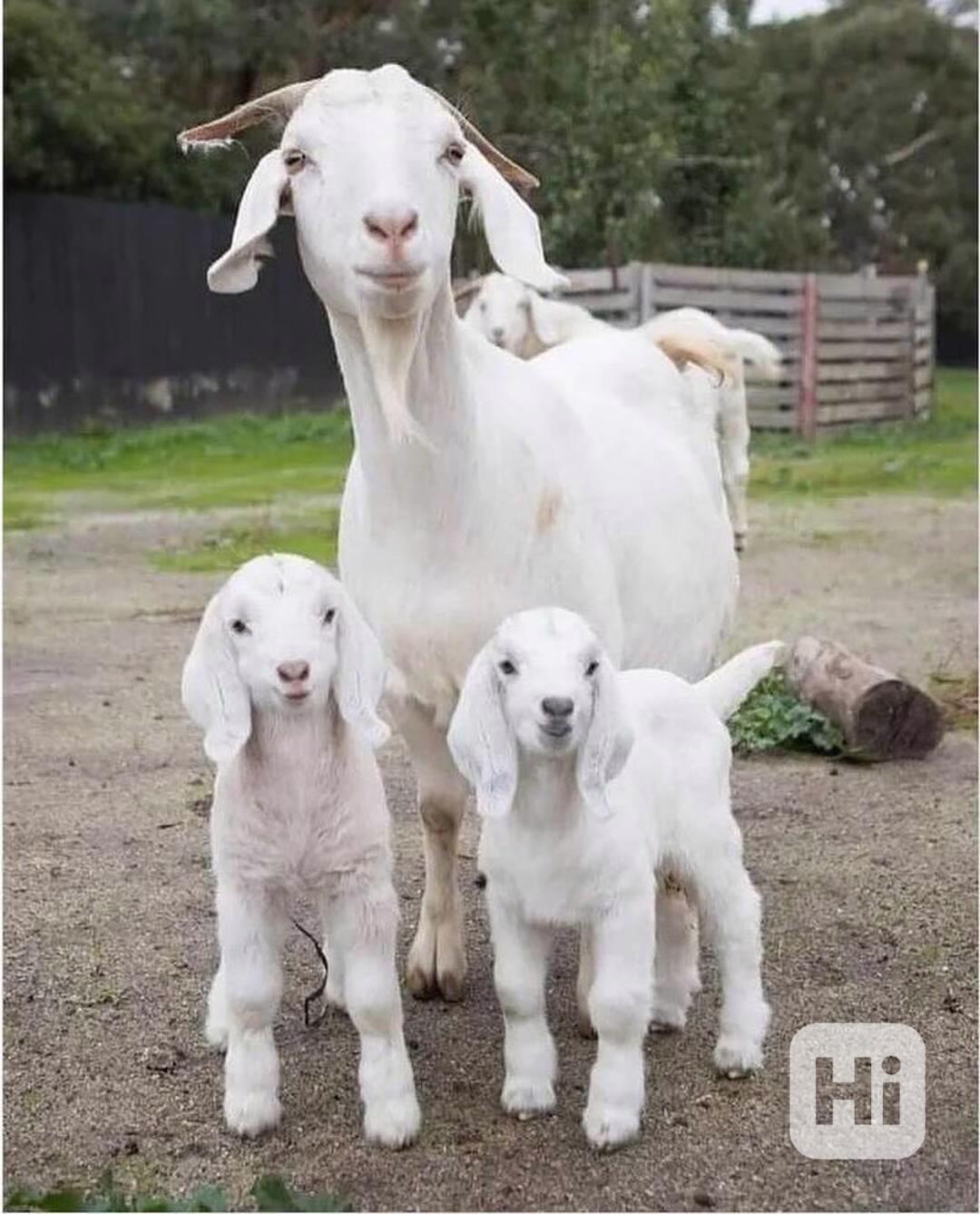 Prodám roztomilé kozy! - foto 1