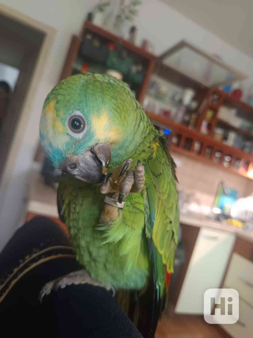 Amazonan modrocely  - foto 1