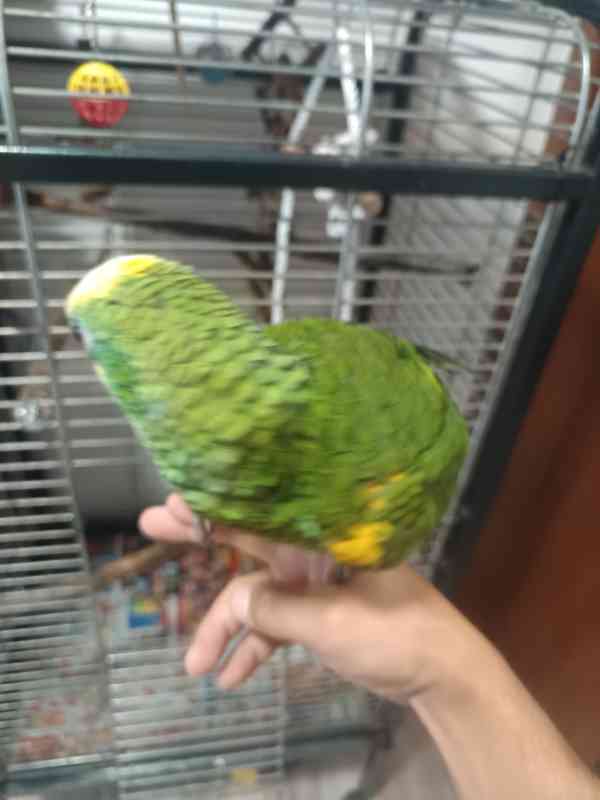 Amazonan modrocely  - foto 6