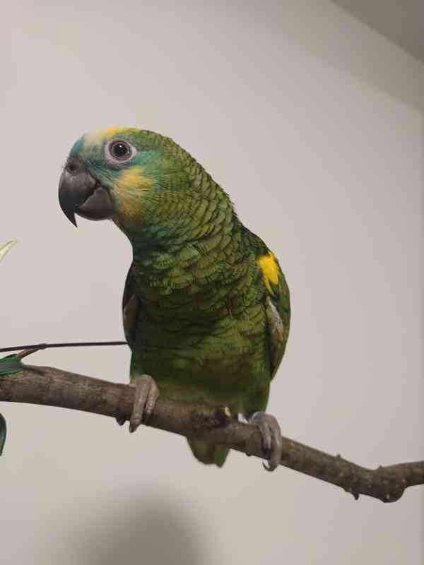 Amazonan modrocely  - foto 4