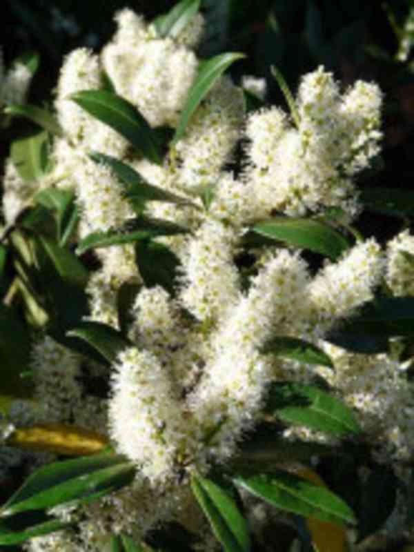 Sazenice bobkovišeň lékařská - Prunus laurocerasus velikost  - foto 1