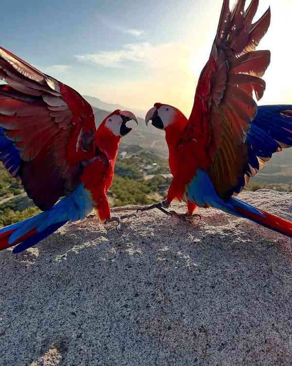 Pár papoušků arů červených - foto 1