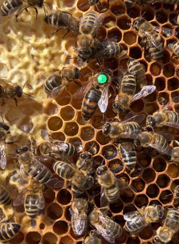 Prodám včelí matky - foto 4