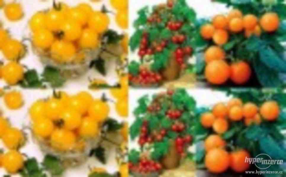 Rajčata set 3. truhlíkových  druhů - semena - foto 1