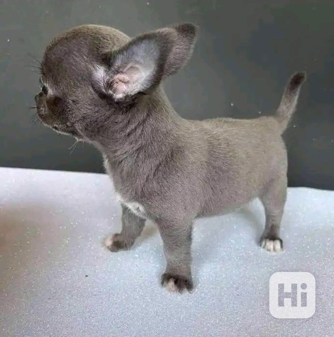 Chihuahua puppies  - foto 1