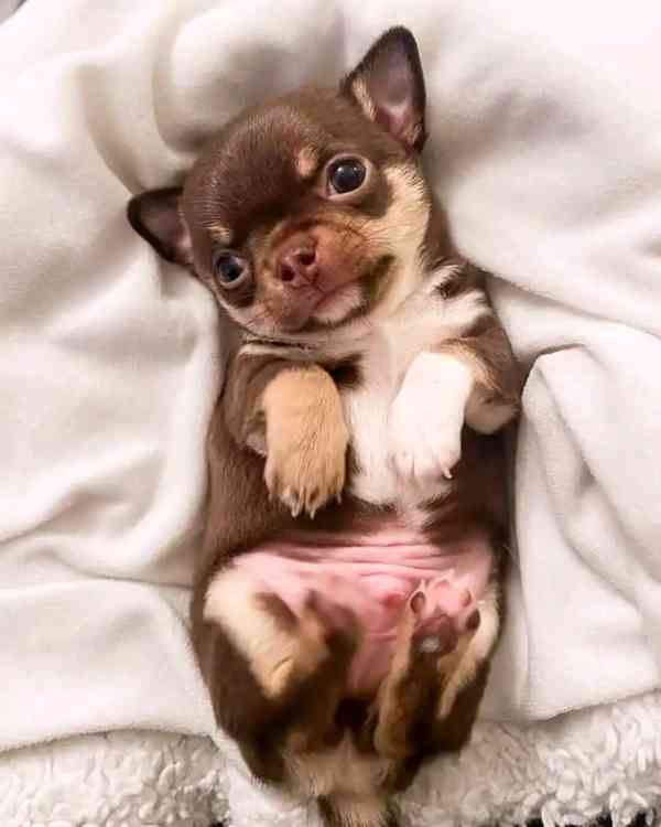 Chihuahua puppies  - foto 6