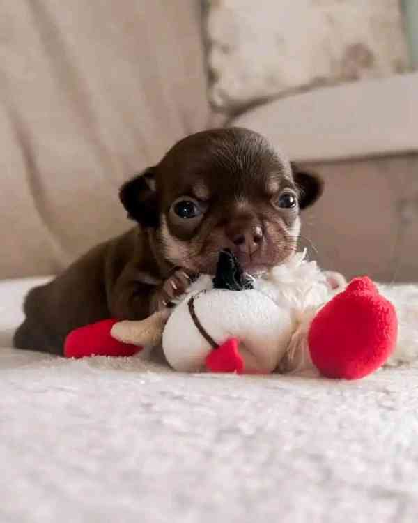 Chihuahua puppies  - foto 5