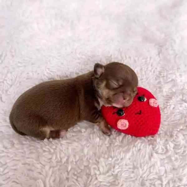 Chihuahua puppies  - foto 4