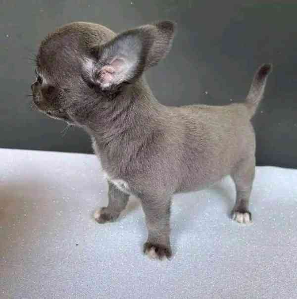 Chihuahua puppies  - foto 1