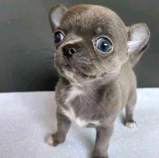 Chihuahua puppies  - foto 2