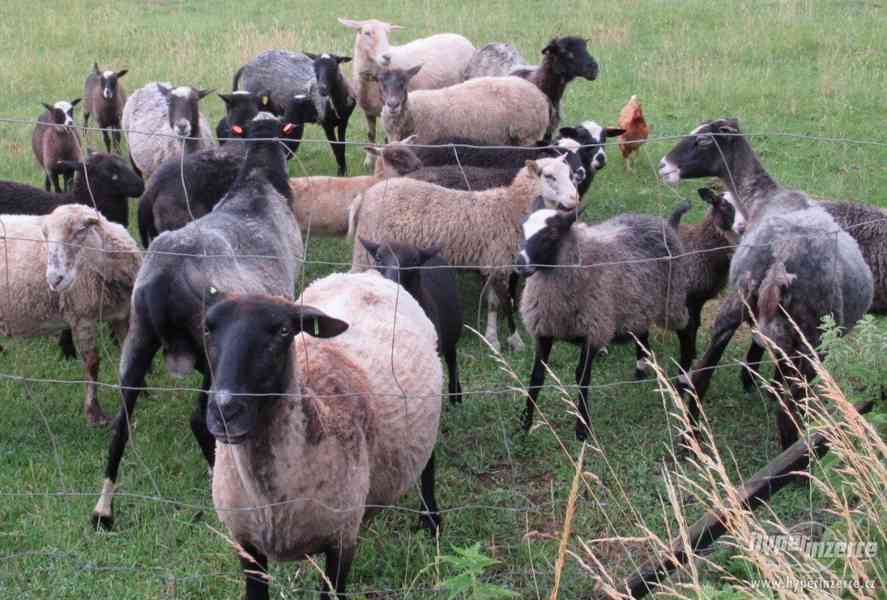 Ovce a Jehňata - prodej - foto 1