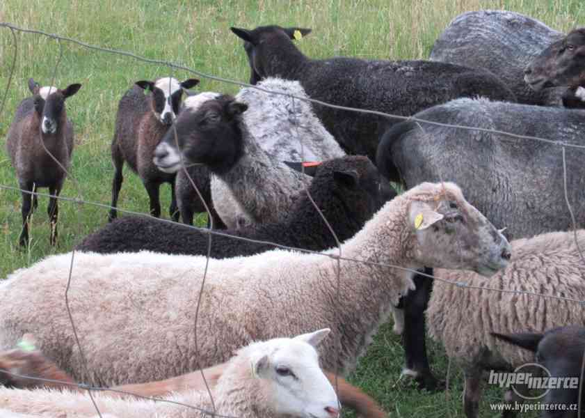 Ovce a Jehňata - prodej - foto 2