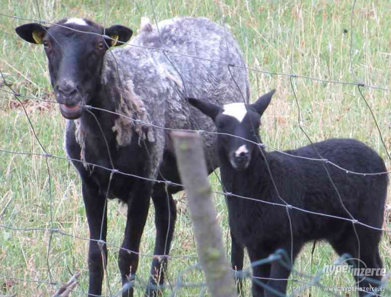 Ovce a Jehňata - prodej - foto 3