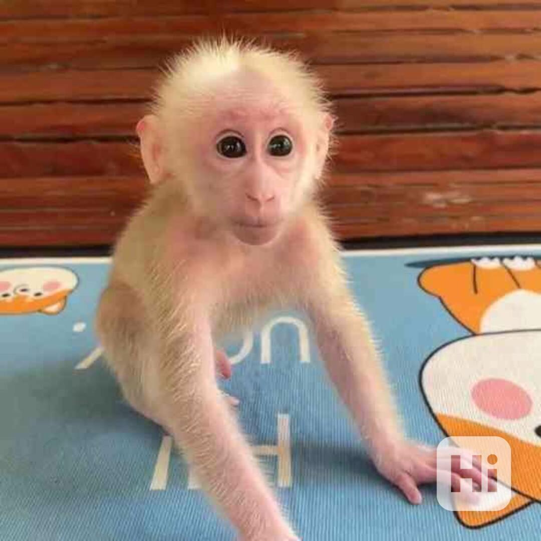 Krásné kapucínské opice k adopci - foto 1