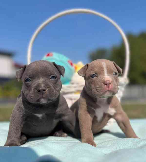 Štěňátko Amerického kapesního buldoka k adopci zdarma  - foto 1