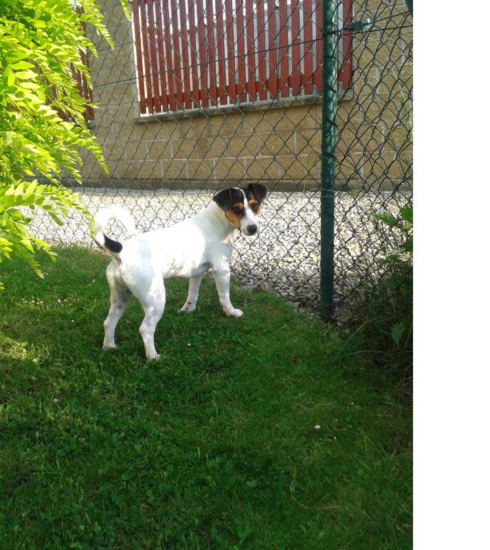 daruji psa bez PP - foto 1