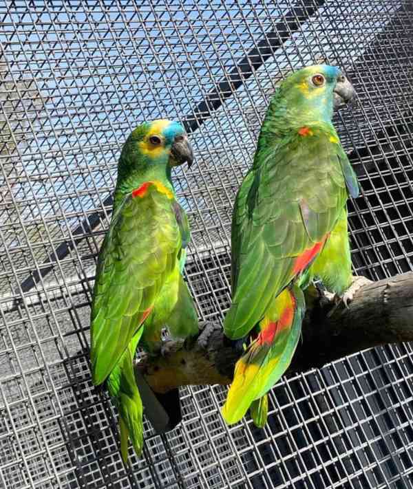 Rozkošní amazonští papoušci za neuvěřitelně dostupný poplate