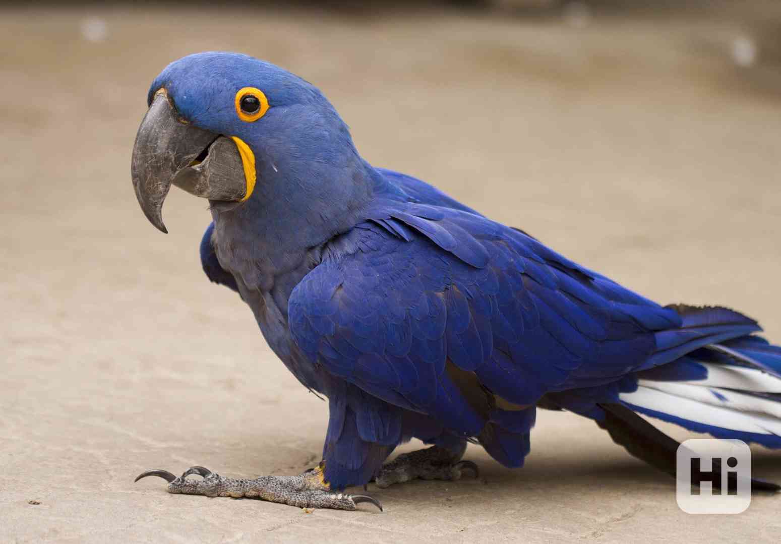 Ara hyacintový - foto 1