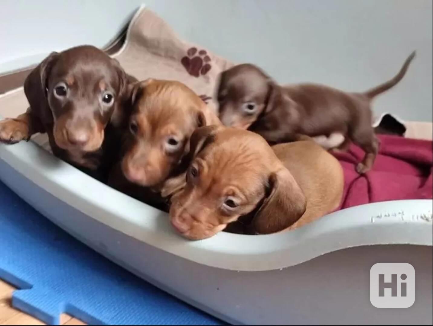 Jezevčík hladkosrstý trpasličí na prodej - foto 1