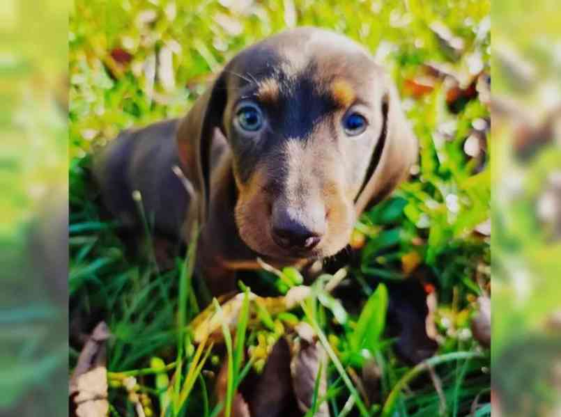 Jezevčík hladkosrstý trpasličí na prodej - foto 5