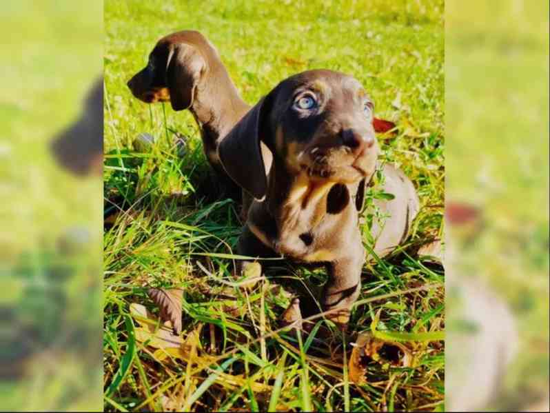 Jezevčík hladkosrstý trpasličí na prodej - foto 2