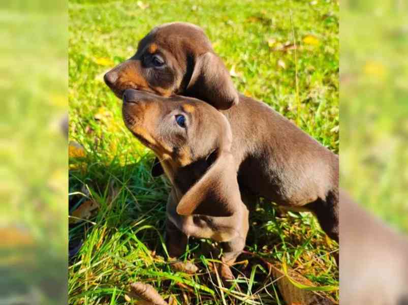 Jezevčík hladkosrstý trpasličí na prodej - foto 4