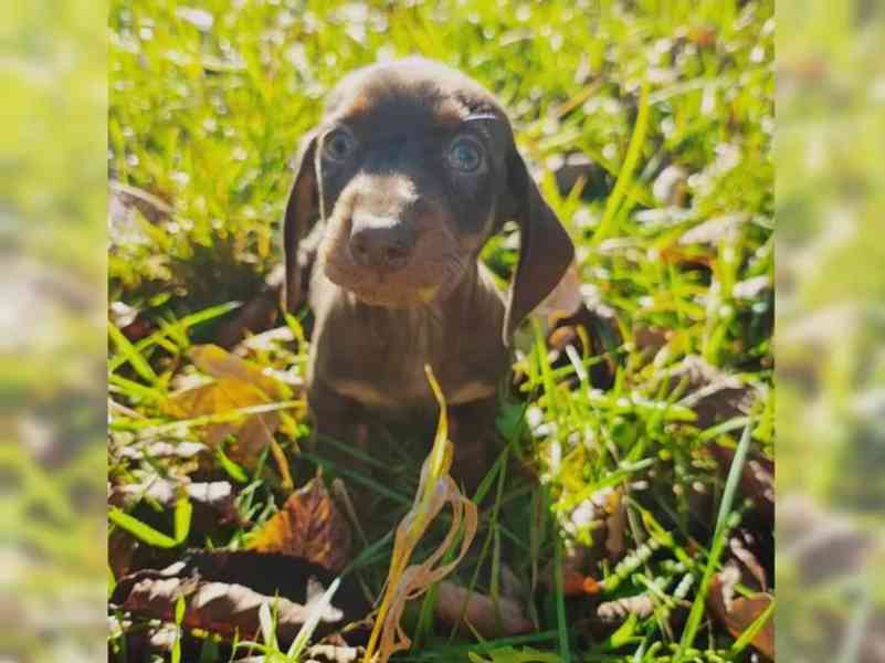 Jezevčík hladkosrstý trpasličí na prodej - foto 6