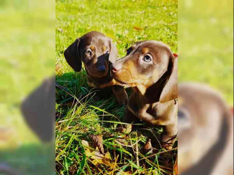 Jezevčík hladkosrstý trpasličí na prodej - foto 3