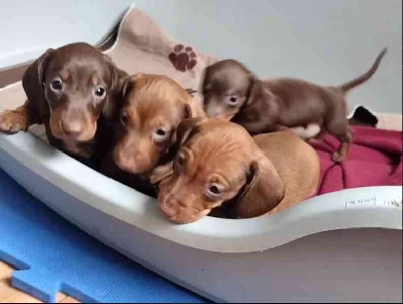 Jezevčík hladkosrstý trpasličí na prodej - foto 1