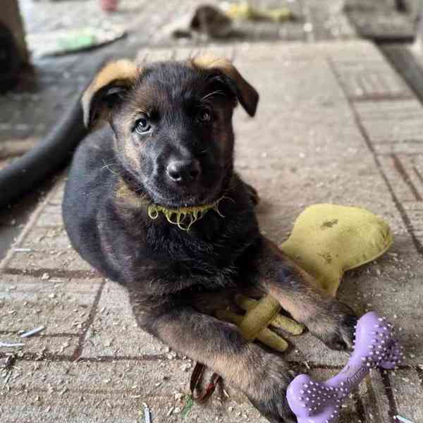 Štěňata německého  - foto 1