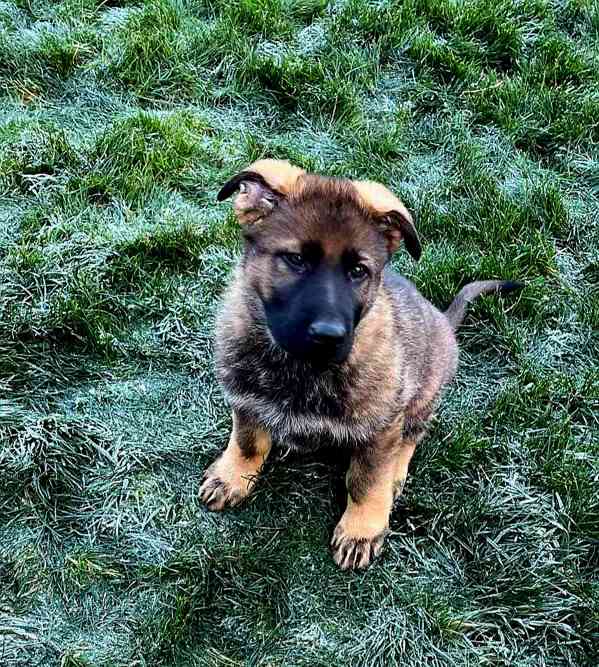 Štěňata německého  - foto 4