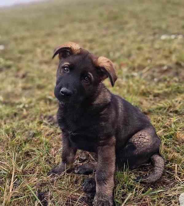 Štěňata německého  - foto 2