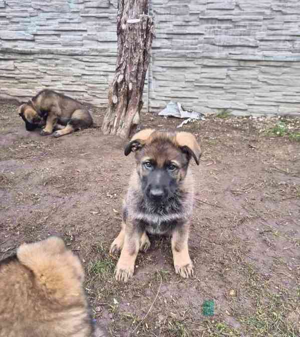 Štěňata německého  - foto 3