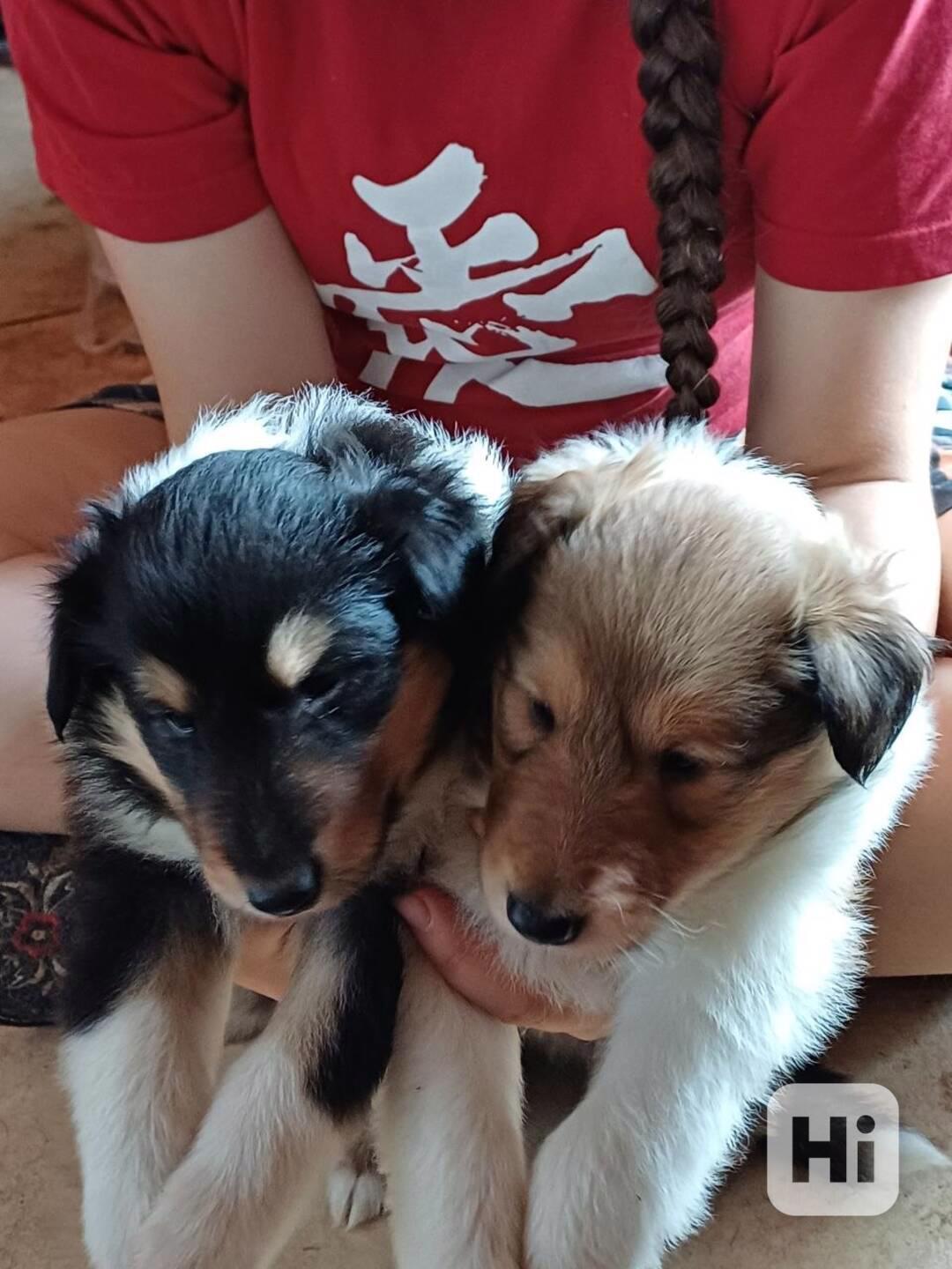 Kolie dlouhosrstá - štěně, zlatý pejsek - foto 1