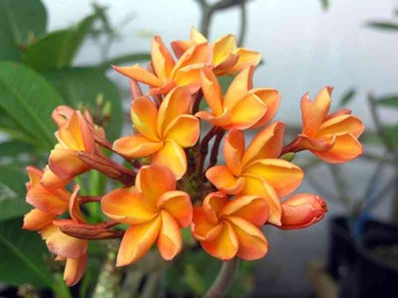 semena Plumeria Frangipani Coral Orange - foto 1