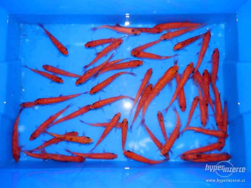Jezírkové ryby - foto 2