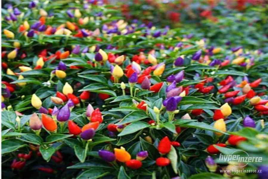 chilli Chinese Five Color - semena - foto 1