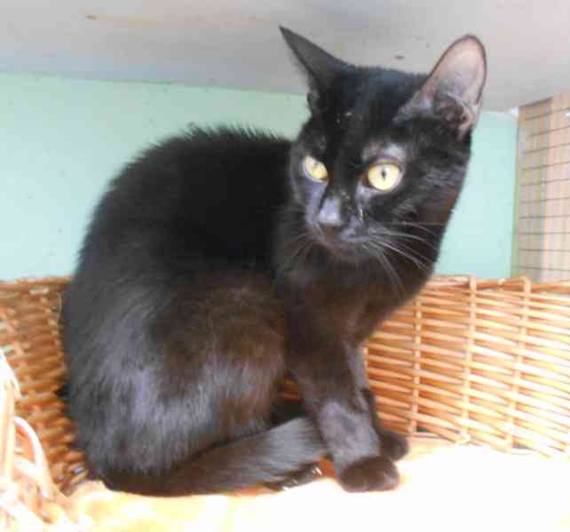 Černá, hodná 2letá Žofinka s výraznýma očima  - foto 3