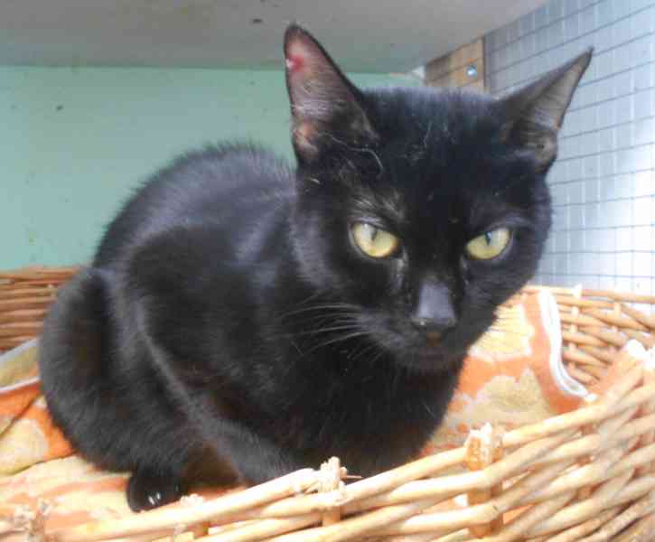 Černá, hodná 2letá Žofinka s výraznýma očima  - foto 1