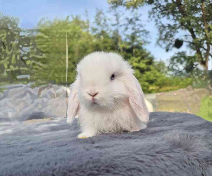 Minilop samček  - foto 2