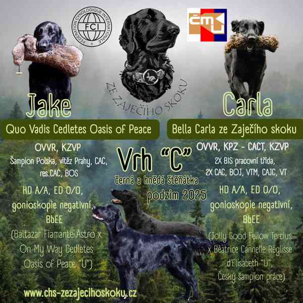 Flat Coated Retriever s PP - štěňata pejsci - foto 1