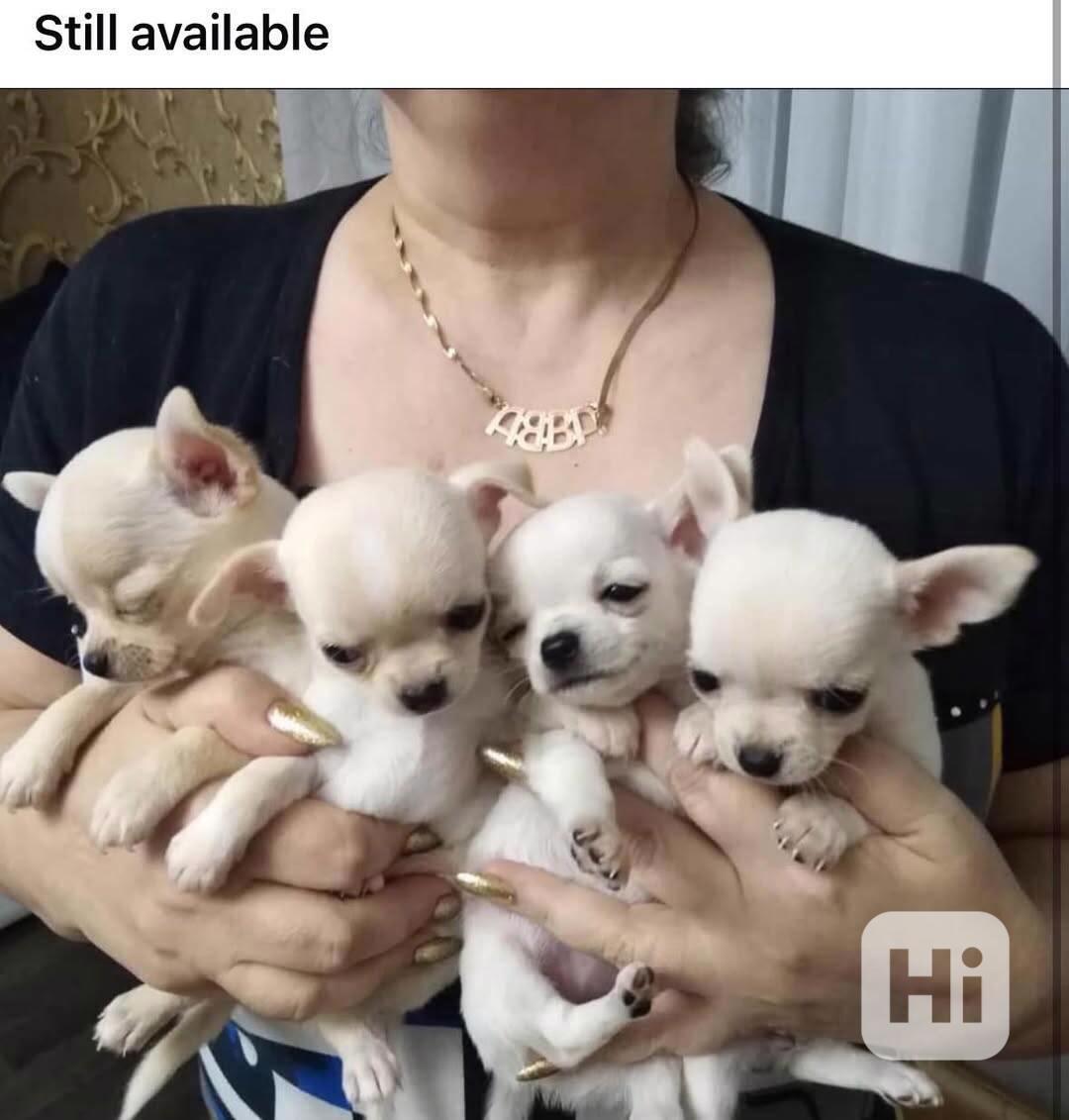 Chihuahua for a new home  - foto 1
