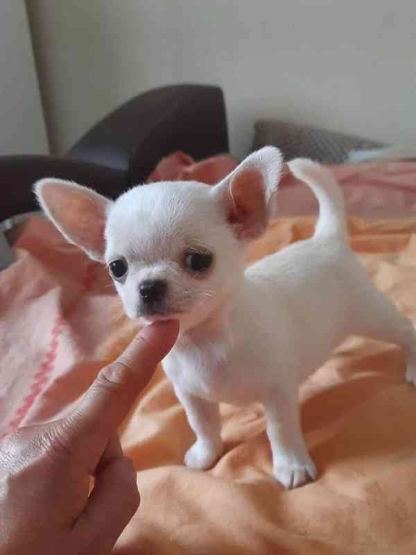 Chihuahua for a new home  - foto 2