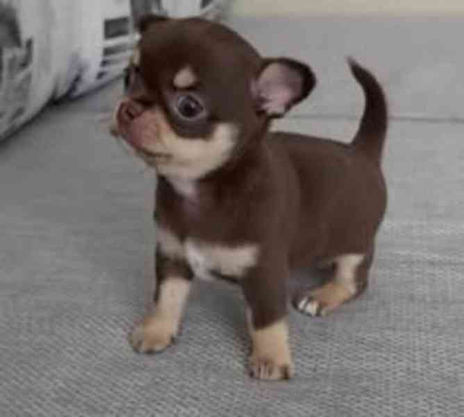 Chihuahua for a new home  - foto 3