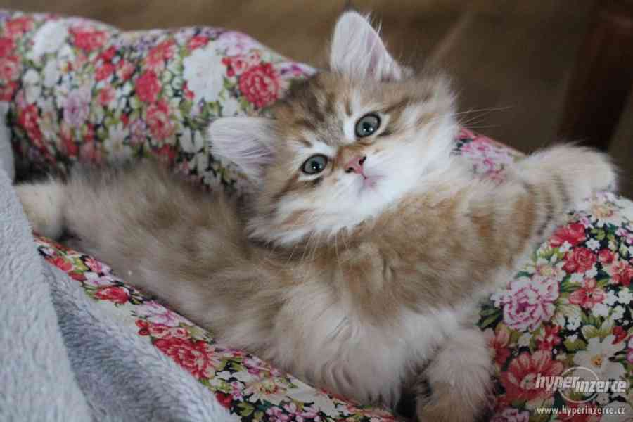 Krásná sibiřská koťátka - foto 1