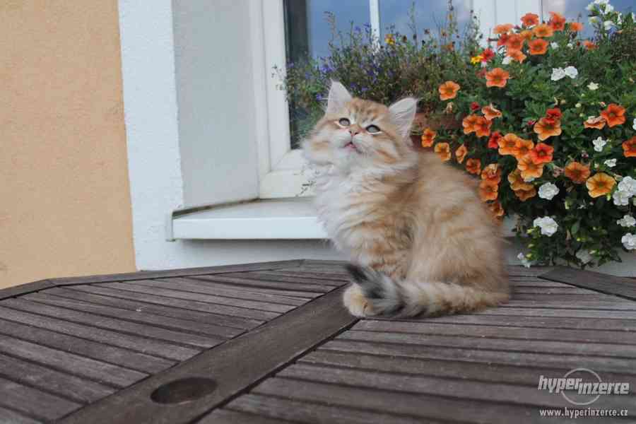 Krásná sibiřská koťátka - foto 2