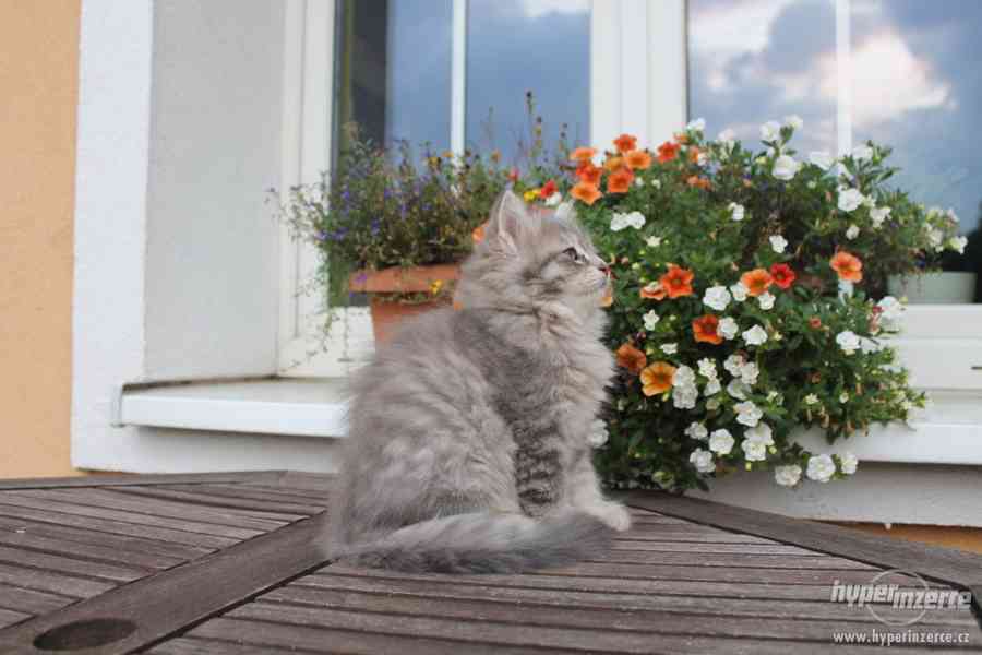 Krásná sibiřská koťátka - foto 3