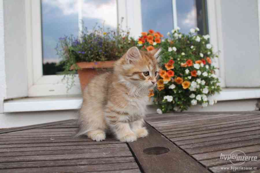 Krásná sibiřská koťátka - foto 4