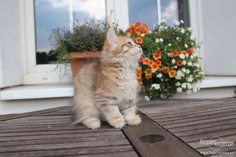 Krásná sibiřská koťátka - foto 5