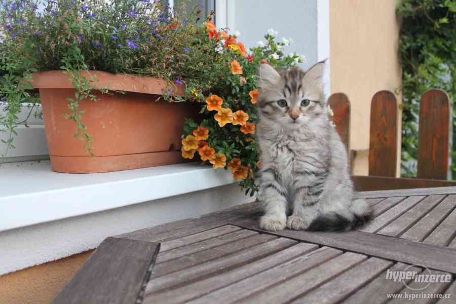Krásná sibiřská koťátka - foto 6